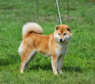 Фото собаки в формате webp - Собака лисичка