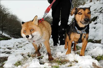 Собака лисичка на фоне леса - картинки для скачивания в хорошем качестве
