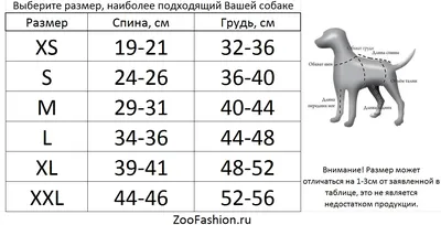 Фото Собаки медвежонка для тех, кто ценит истинную красоту