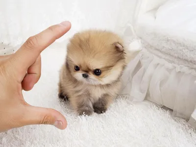 Собака мини шпиц: маленькая, но очень храбрая