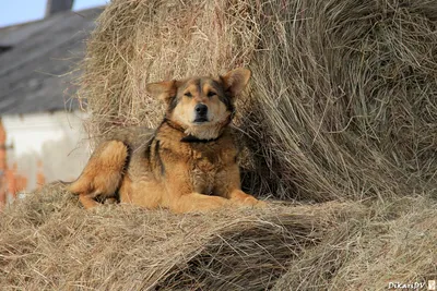 Собака на сене - прекрасное изображение для коллекции