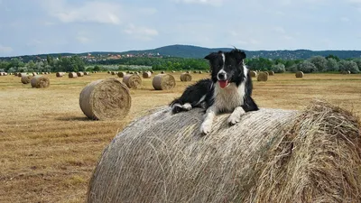 Собака на сене - фото с эффектным фоном
