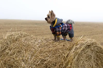 Собака на сене - фото для печати на холсте