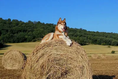 Собака на сене - изображение для использования в социальных сетях
