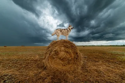 Изображение Собака на сене для фонового использования