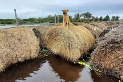 Собака на сене - фото для использования в рекламных материалах