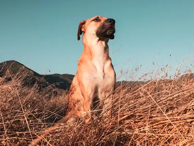 Собака на сене - фото для создания коллекции собачьих изображений