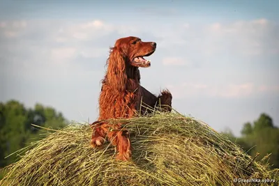 Фотография собаки на сене - скачать бесплатно