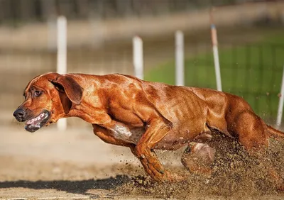 Изображения собаки, с невероятной храбростью преследующей львов