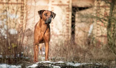 Собака охотник на львов: великолепные снимки, отображающие храбрость и решимость
