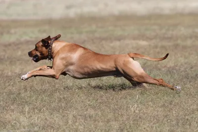 Изображения собаки, преследующей львов: запечатленные моменты адреналиновой охоты