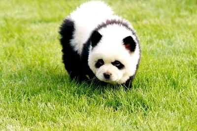 Собака панда фотографии