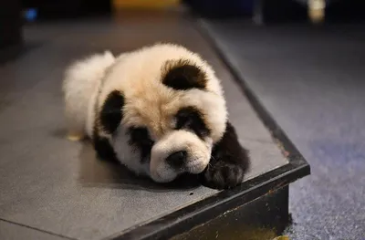 Собака панда: коллекция изображений в хорошем качестве