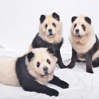 Фото собаки панды на любой вкус: бесплатно и доступно