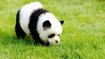 Изображения собаки панды в формате webp