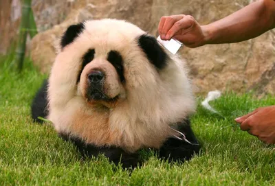 Собака панда: загадочные и милые фотографии