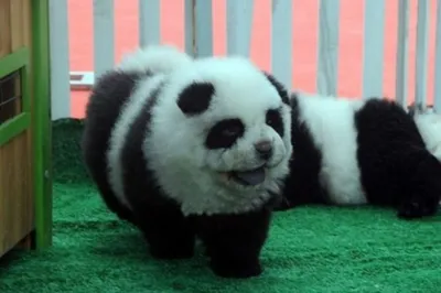 Фото собаки панды в высоком разрешении: бесплатное скачивание