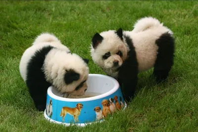 Собака панда: красивые фото для фона