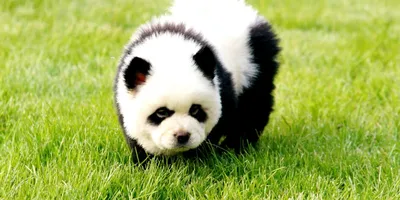 Фотографии собаки панды: оригинальные снимки для вашего сайта