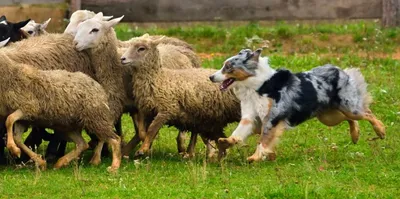 Захватывающие фото собаки пастух в действии