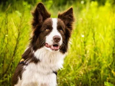 Собака пастух: фото, отражающие ее неповторимый характер