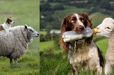 Бесплатные фото собаки пастух: лучшие снимки для вас