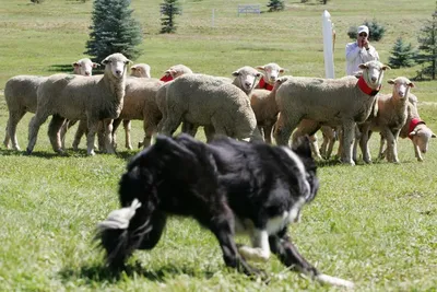 Собака пастух в разных позах: коллекция фотографий