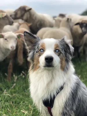 Впечатляющие снимки пастушьей собаки в разных ракурсах