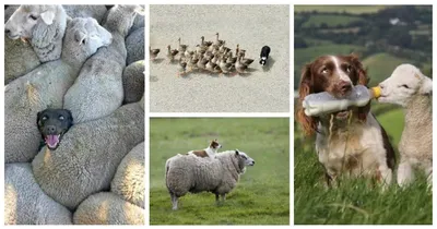 Качественные фото собаки пастух для оформления вашего сайта