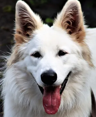 Фотографии собаки пастух в формате webp: скачивайте и наслаждайтесь