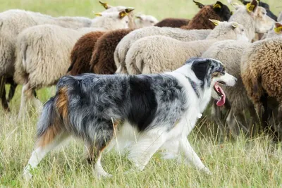 Очаровательный пес-пастух на фотографиях