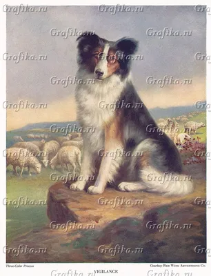 Собака пастух: фото и картинки для настоящих ценителей животных