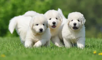 Портфолио фотографий собаки пастух в разных стилях