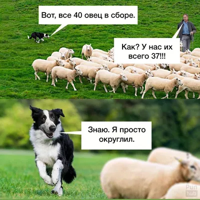 Впечатляющие фото собаки пастух в действии