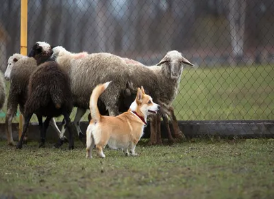 Собака пастух во всей красе: лучшие фотографии для скачивания