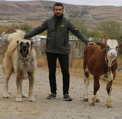 Уникальные картинки пастушьей собаки в разных ракурсах