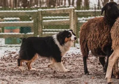 Собака пастух: фото, передающие ее ум и преданность