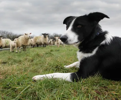 Фотографии собаки пастух как идеальные фоны для мобильного телефона.