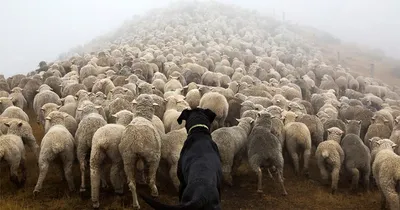 Фото пастушьей собаки: бесплатные картинки в высоком разрешении