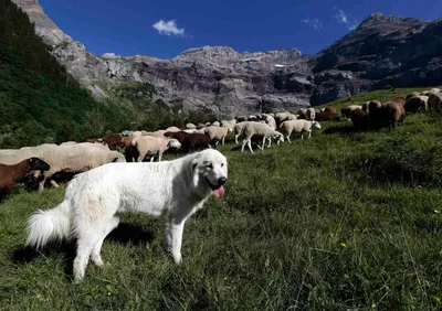 Воздушные фото собаки пастух на фоне природы