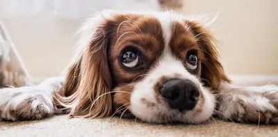 Привлекательная собака с бровями на стильной фотографии