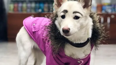 Собака с бровями фотографии