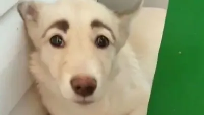 Уникальная фотография собаки с бровями в высоком разрешении