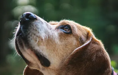 Загадочный взгляд собаки с бровями: фото в хорошем качестве