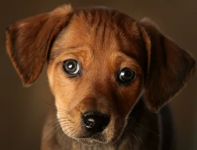 Собака с грустными глазами на вашем экране: скачайте бесплатно