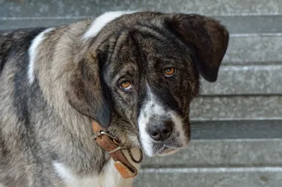 Нежная красота собаки с грустными глазами: фото в высоком разрешении