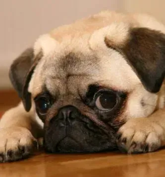 Собака с грустными глазами: картина, отражающая мир печали