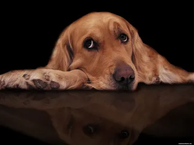 Фото собаки с грустными глазами: скачивайте бесплатно и наслаждайтесь