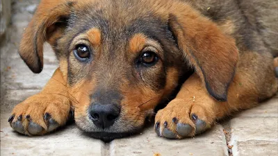 Собака с грустными глазами: красивые картинки для вас
