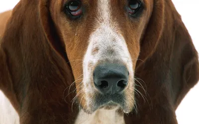 Величественная собака с грустными глазами на фото